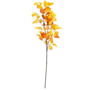 Autumn Beech Branch